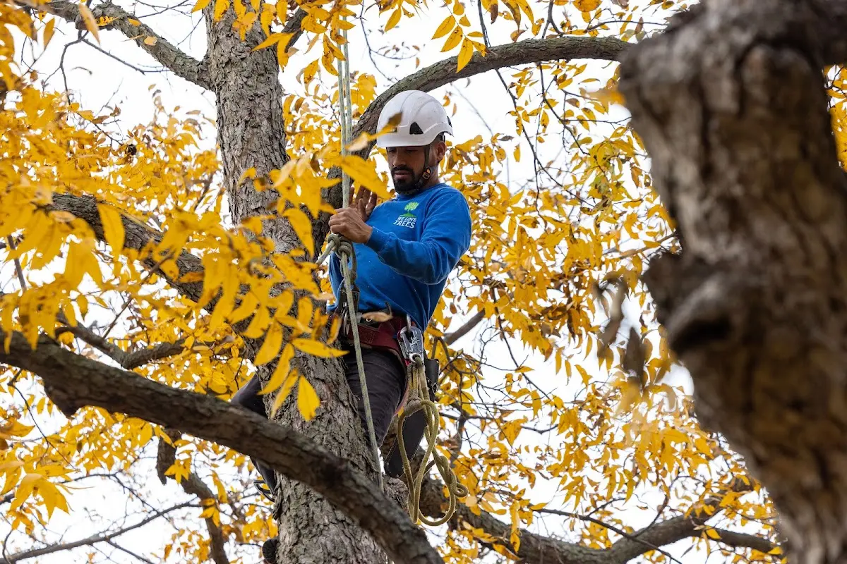 Skilled Storm Damage Cleanup crew working in Paoli